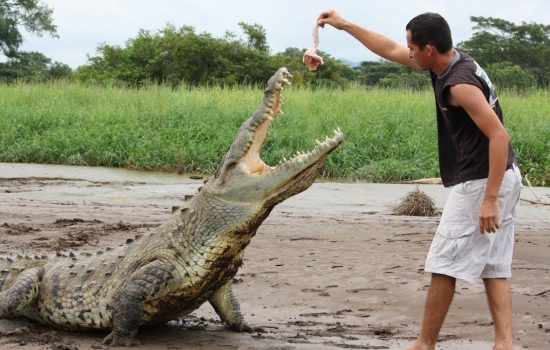 Crocodile-Tarcoles-River-Tours-Costa-Rica