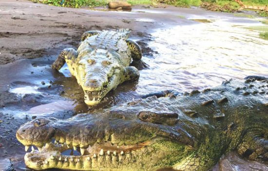 Crocodile-Tarcoles-River-Tours-Jaco-Costa-Rica-1