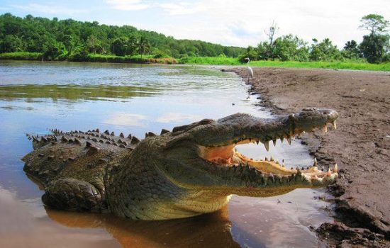 Crocodile-Tarcoles-River-Tours-Jaco-Costa-Rica-2