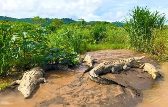 Crocodile-Tarcoles-River-Tours-Jaco-Costa-Rica-4