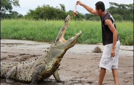 Crocodile-Tarcoles-River-Tours-Jaco-Costa-Rica-5