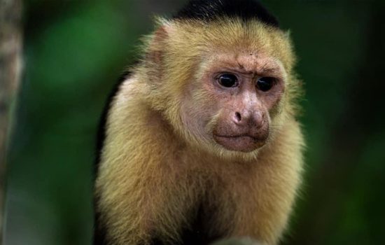 Monkey-Mangrove-Tour-Costa-Ricas-2